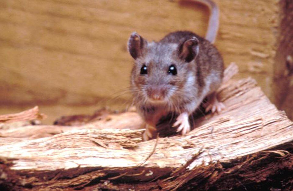 Deer_mouse,_Peromyscus_maniculatus_8360_lores